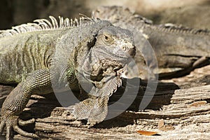 Green iguana or Common iguana / Is a species of iguana native to Central and South America