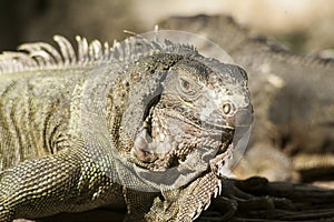 Green iguana or Common iguana / Is a species of iguana native to Central and South America