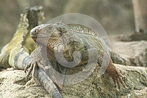 Green iguana or Common iguana / Is a species of iguana native to Central and South America