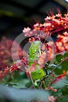 Green iguana in Corcovado National Park photo