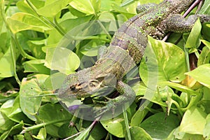 Green Iguana in Costa Rica