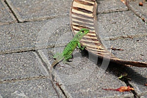 Green Iguana in Costa Rica