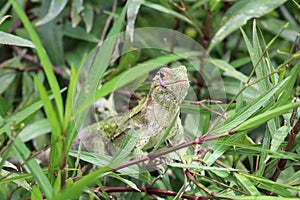 Green Iguana in Costa Rica