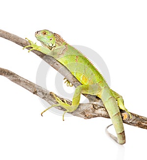 Green iguana crawling on dry branch. isolated on white background