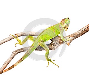 Green iguana crawling on dry branch. isolated on white