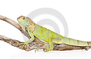 Green iguana crawling on dry branch. isolated on white background