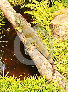 Green iguana photo