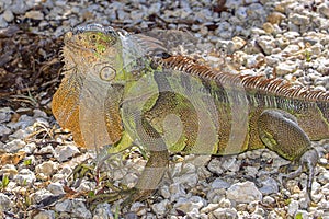 Green Iguana With Dewlap Extended