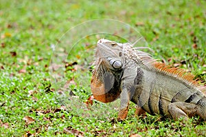 Green iguana dewlap photo