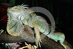 Green Iguana with Dewlap and Spines