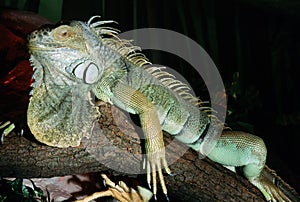 Green Iguana with Dewlap and Spines photo