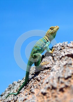 Green iguana in Dinosaur Park