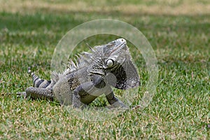 Green iguana displaying its dewlap under its neck photo