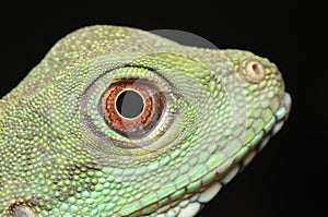 Green iguana eye