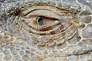 Green iguana eye