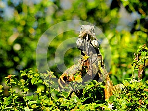 Green iguana, Florida park