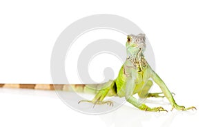 Green iguana in front. isolated on white background