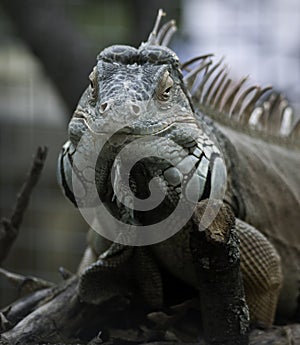 Green iguana frontal view