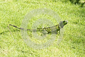 Green iguana on grass