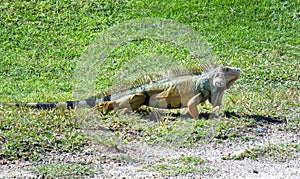Green iguana on the grass