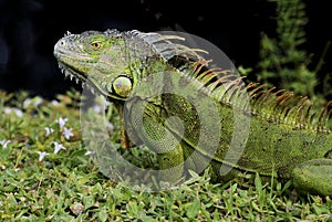 Green Iguana on Grass
