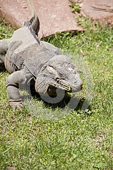 Green iguana