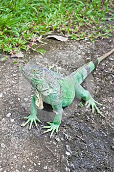 Green Iguana on ground