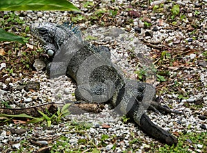 Green Iguana in Guadeloupe