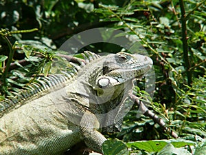 Green Iguana of Guadeloupe.