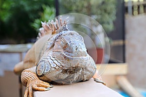 Green iguana having rest on railings