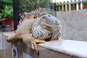 Green iguana having rest on railings