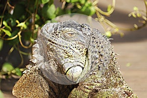 The green iguana head in close up, also known as the American iguana is a large, arboreal, mostly herbivorous species of lizard of