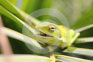 Green iguana head close up, side view of green iguana/chameleon on leaf photo