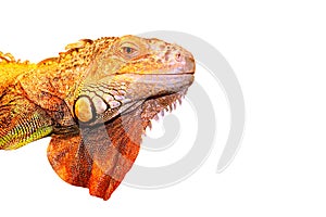 A green iguana, head, isolated on a white background