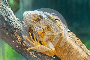 Green iguana. Iguana - also known as Common iguana or American iguana. Lizard families, look toward a bright eyes looking in the