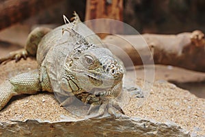 Green Iguana (Iguana Iguana)