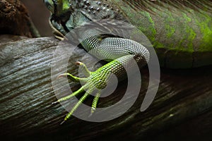 Green iguana (Iguana iguana).