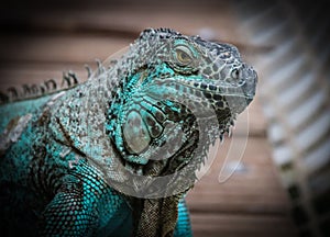 The green iguana, Iguana iguana, also known as the American iguana