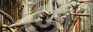 Green iguana Iguana iguana, also known as American iguana, is a large, arboreal, lizard. Found in captivity as a pet due to its