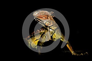 Green iguana - Iguana iguana  also known as the American iguana, is a large, arboreal, mostly herbivorous species of lizard of the