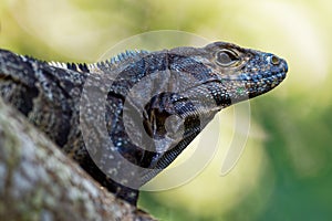 Green iguana - Iguana iguana  also known as the American iguana, is a large, arboreal, mostly herbivorous species of lizard of
