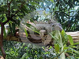 Green iguana Iguana iguana, American iguana, Der GrÃ¼ne Leguan Gruene Leguan, Zelena iguana ili ObiÄna iguana - The Zoo ZÃ¼rich