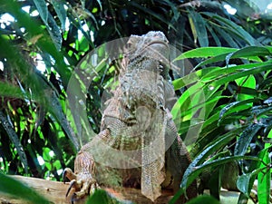 Green iguana Iguana iguana, American iguana, Der GrÃ¼ne Leguan Gruene Leguan, Zelena iguana ili ObiÄna iguana - The Zoo ZÃ¼rich