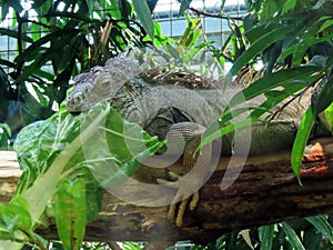 Green iguana Iguana iguana, American iguana, Der GrÃ¼ne Leguan Gruene Leguan, Zelena iguana ili ObiÄna iguana - The Zoo ZÃ¼rich