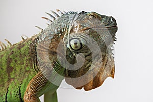 Green Iguana - Iguana iguana - beautiful portrait close-up of head and eye