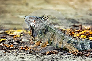 Green iguana (Iguana iguana). Centenario Park Cartagena de Indias, Colombia wildlife animal photo