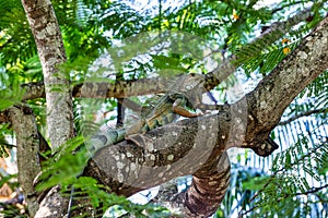 Green iguana (Iguana iguana). Centenario Park Cartagena de Indias, Colombia wildlife animal photo