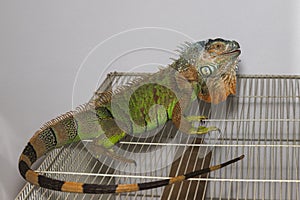 Green iguana - Iguana iguana - in a domestic environment on a cage