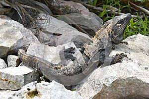 Green iguana Iguana iguana Iguanidae family, reptil tropical, large lizard