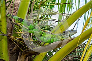 Green iguana iguana iguana laying in top branches of a coconut tree Cocos nucifera - Hollywood, Florida, USA